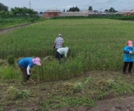 佳木斯市郊区探索“藏粮于地、藏粮于技”新路径